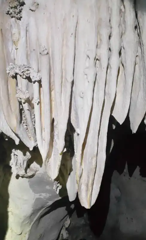 A detailed view of stalactites hanging from a Khao Pueng cave ceiling, their elongated shapes highlighted by lighting that emphasizes texture and depth.