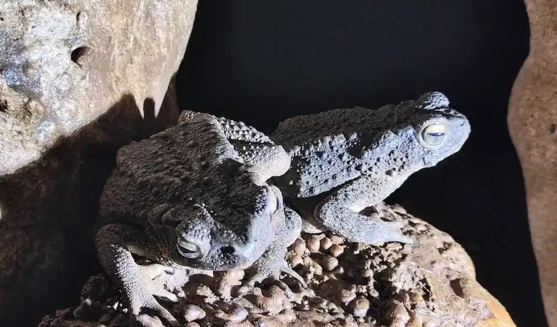 Two dark gray toads resting on a rocky surface, their rough skin blending naturally with the surrounding stone.