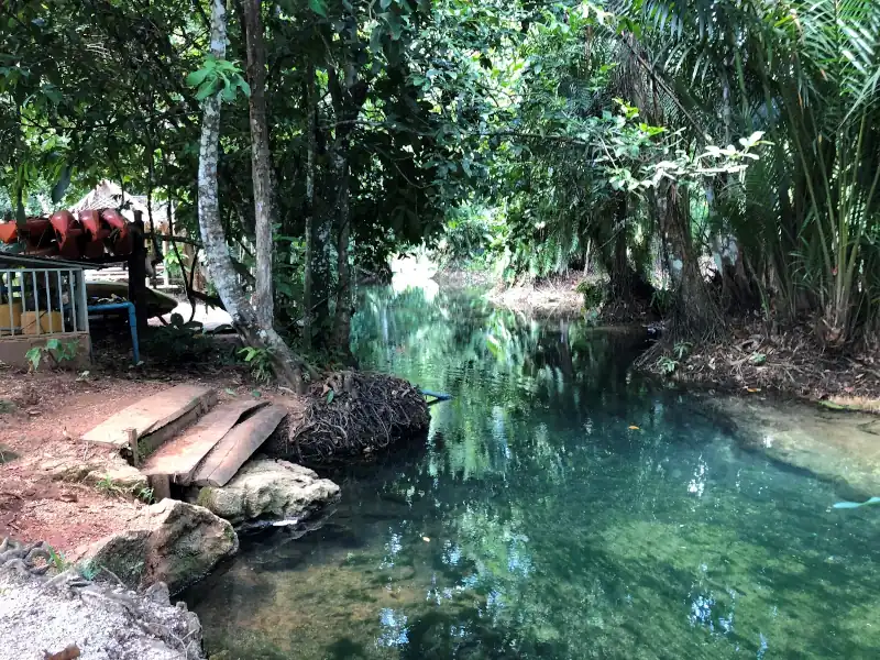 Shaded jungle stream with clear water and wooden steps leading to the river