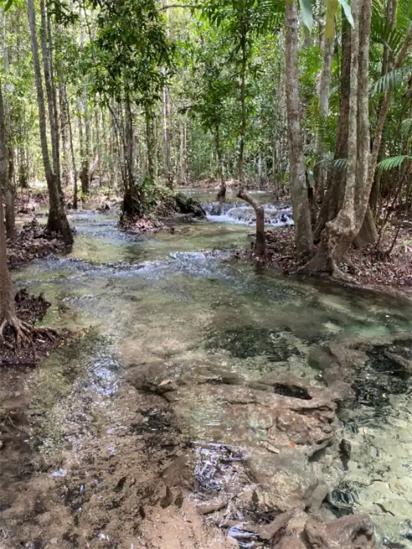 A shallow, transparent stream flowing gently through a tropical forest, framed by tall slender trees and lush foliage.