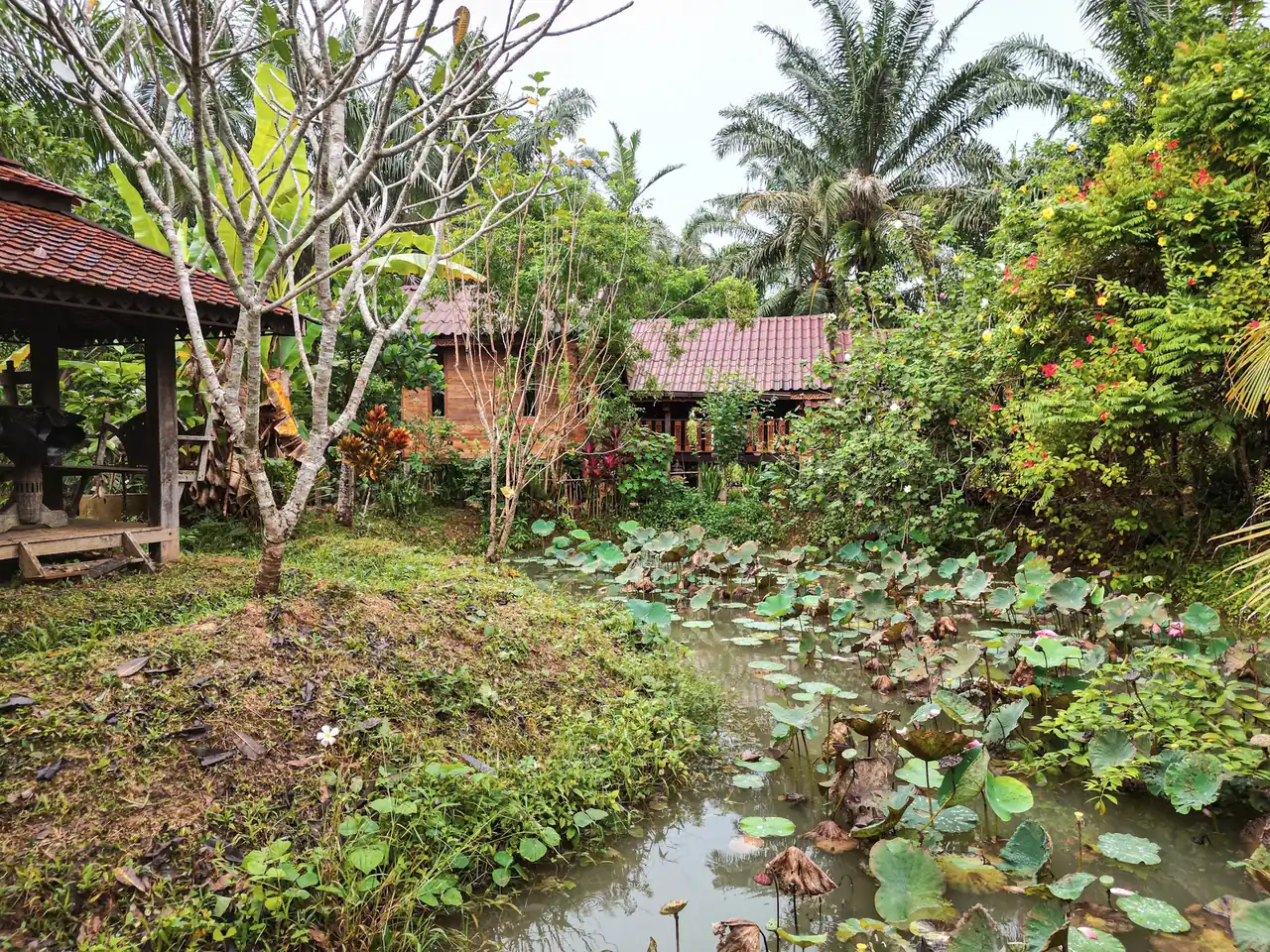 Lotus pond and Thai pavilion in tropical Krabi rental property