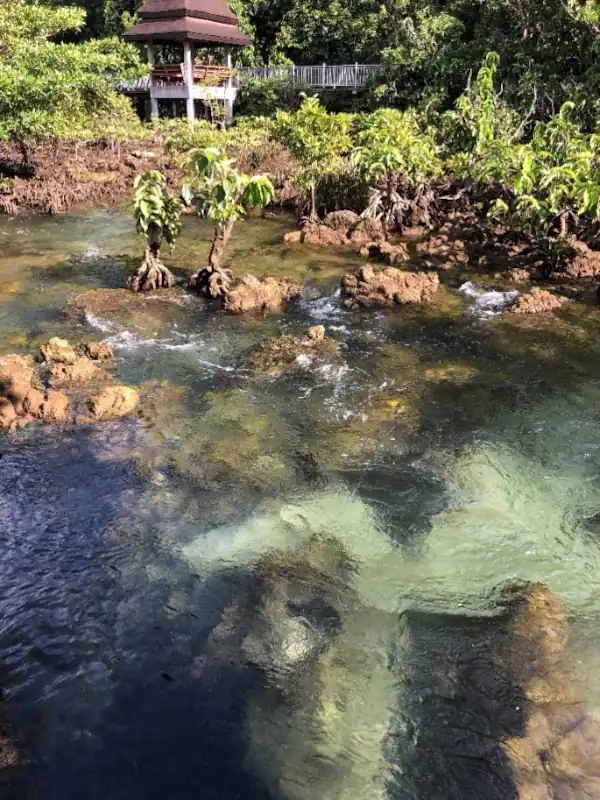 Crystal clear emerald water flowing through a narrow mangrove channel, surrounded by dense tropical vegetation and a viewpoint with walkway in the background. The vibrant green forest reflects in the still water surface, showcasing the pristine natural beauty of this coastal wetland ecosystem.
