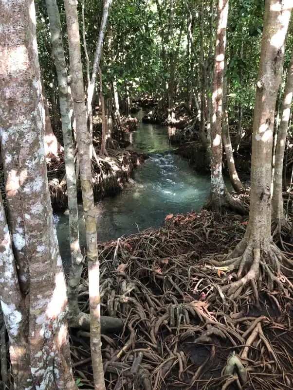 A turquiose stream flow through tall straight mangrove trees, their intricate roots partially submerged in clear shallow water, with lush green foliage overhead.